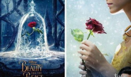 荆棘玫瑰,探寻爱与痛苦的交织之旅