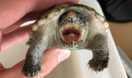 乌龟视频,诠释生命的从容与坚韧